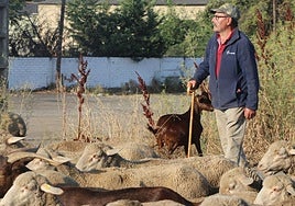 Uno de los pastores junto al rebaño de ovejas.