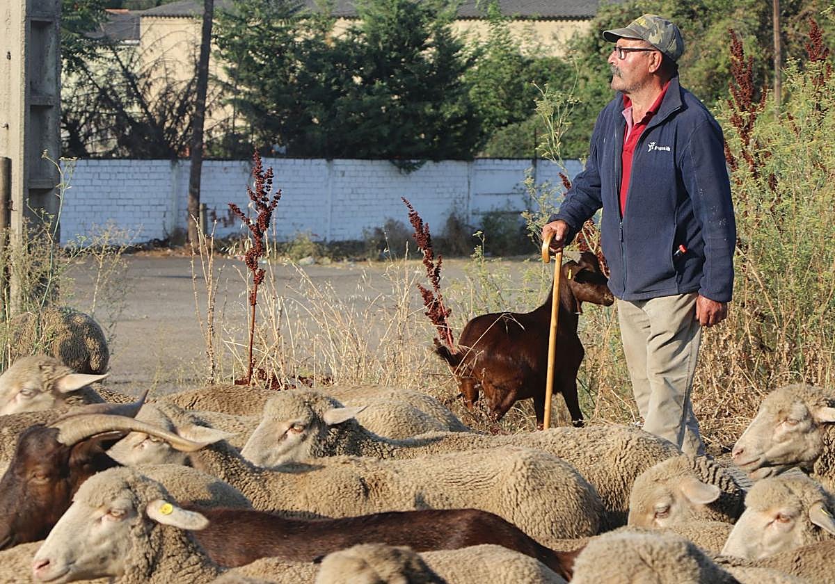 Uno de los pastores junto al rebaño de ovejas.