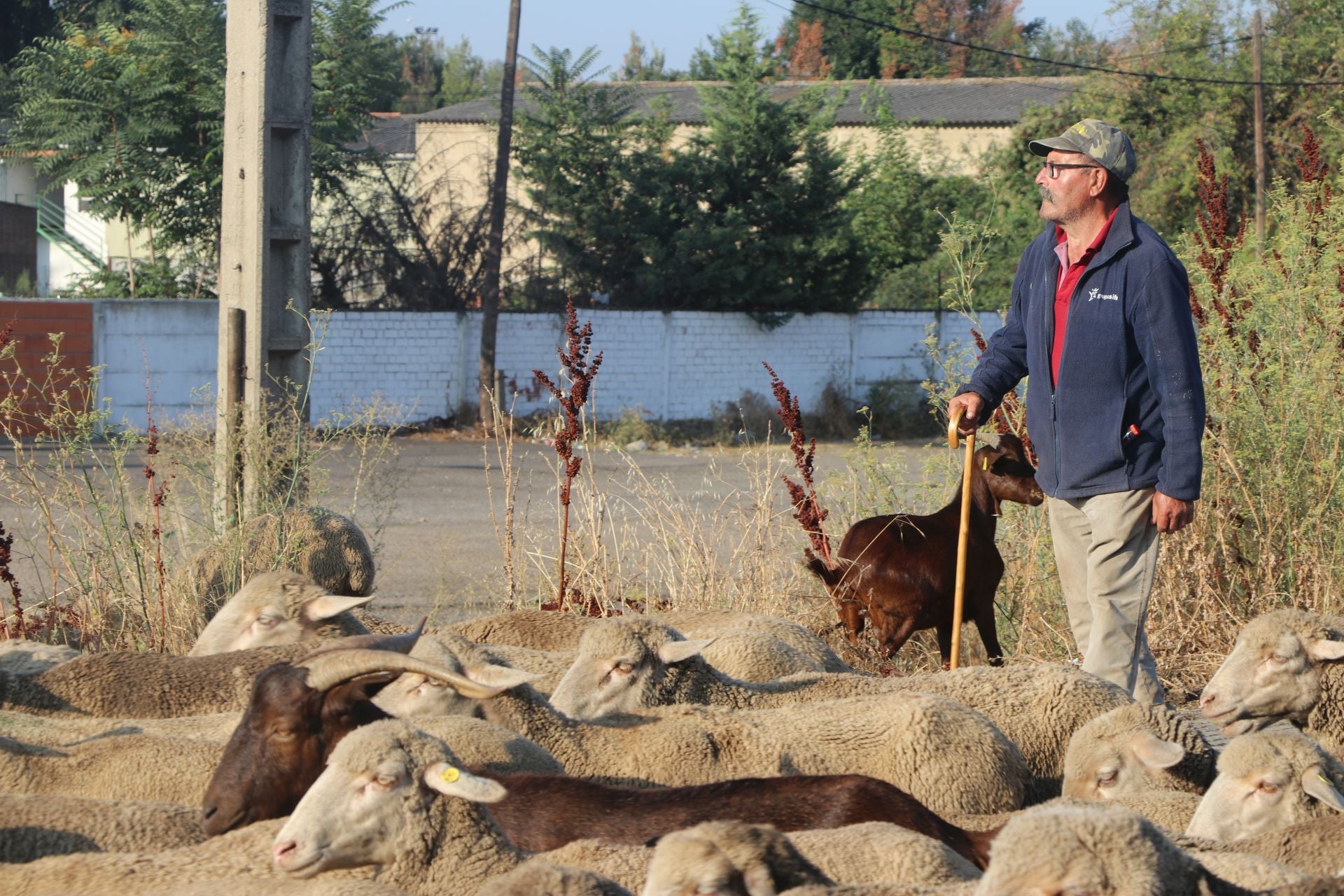 La trashumancia llega a León