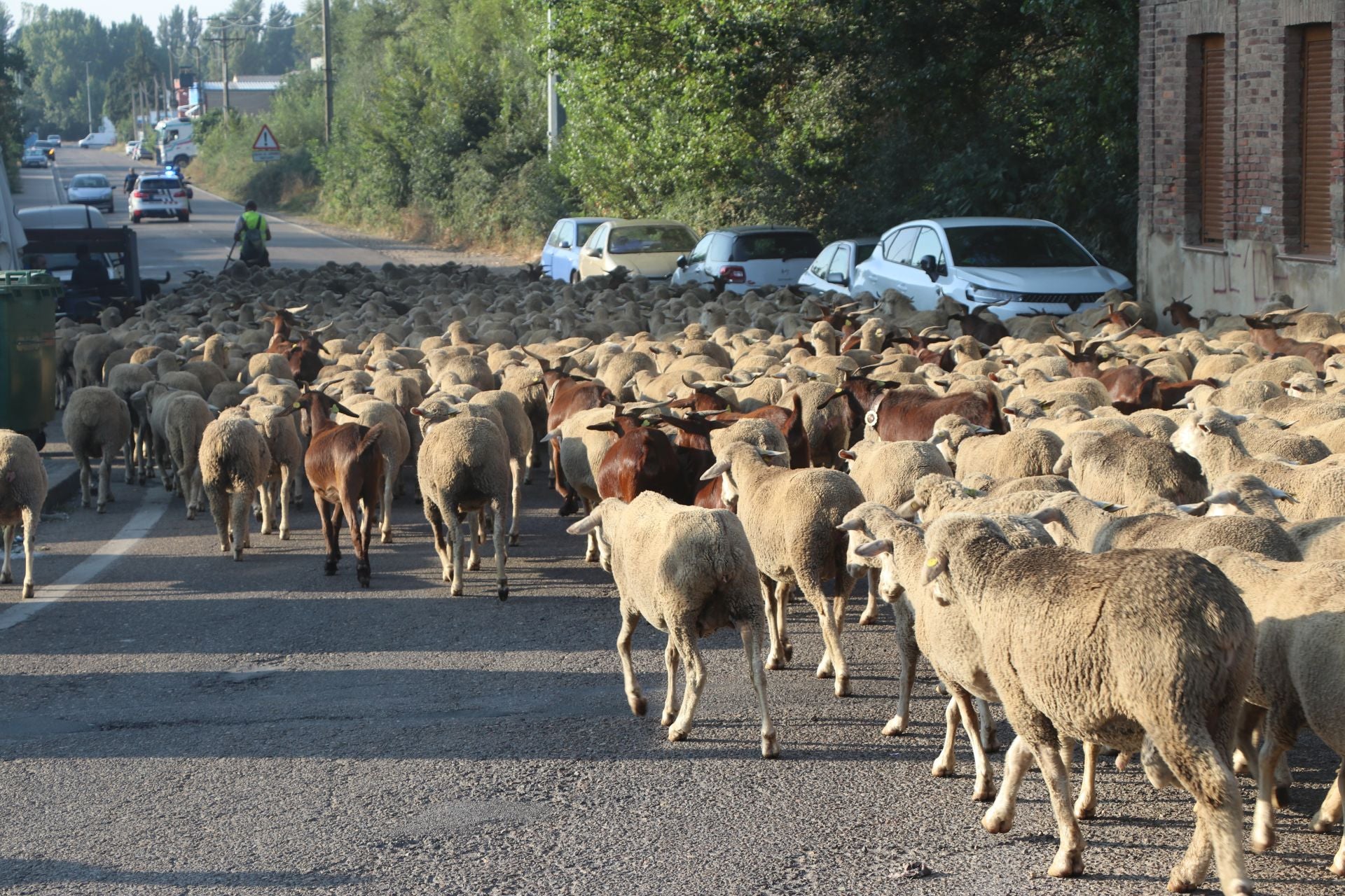 La trashumancia llega a León