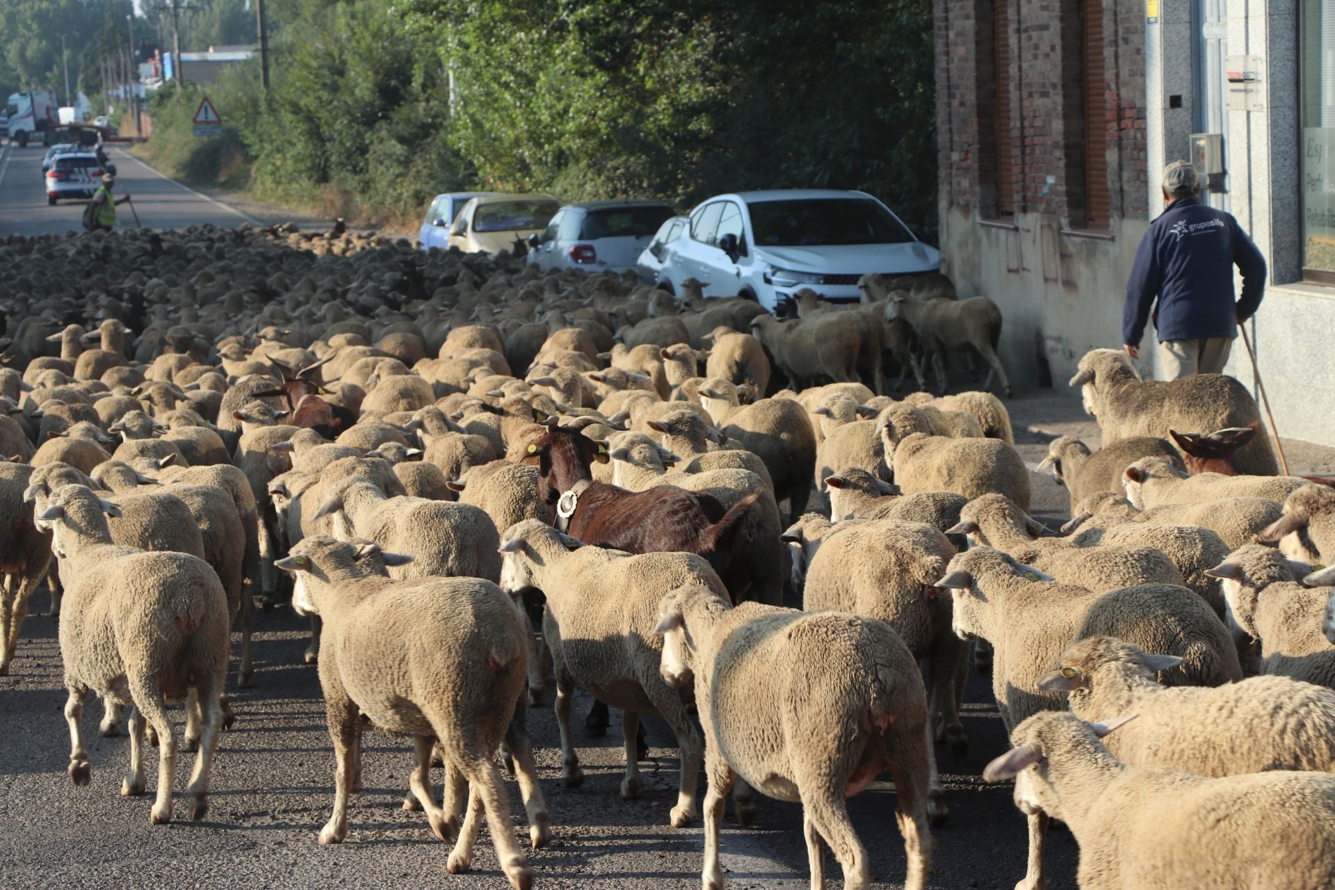 La trashumancia llega a León