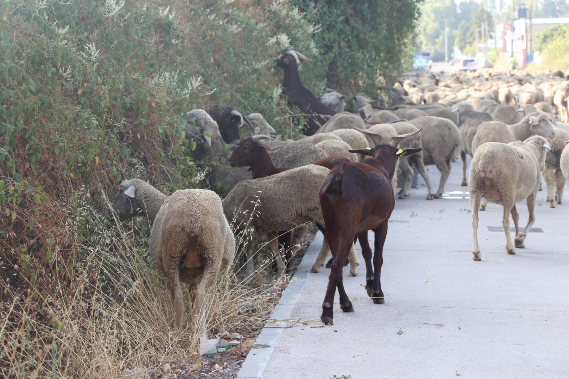 La trashumancia llega a León
