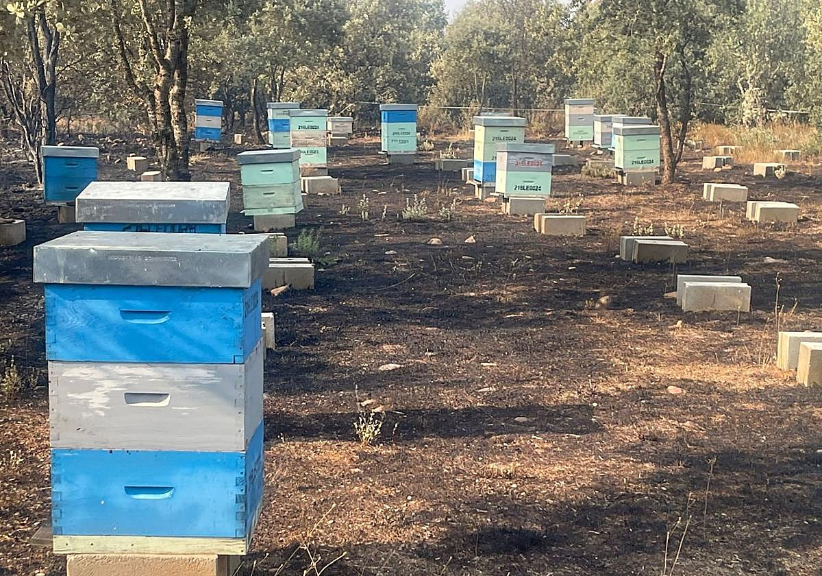 Colmenares de la zona.