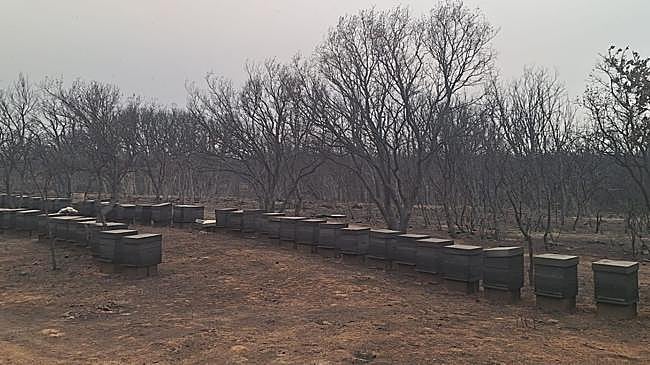 Imagen después - Los incendios arrasan el futuro de la apicultura en León: «Aunque las abejas sobrevivan, el lugar ya no sirve»