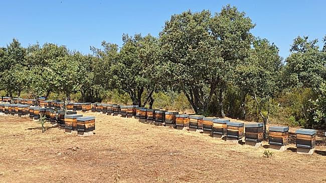 Imagen antes - Los incendios arrasan el futuro de la apicultura en León: «Aunque las abejas sobrevivan, el lugar ya no sirve»
