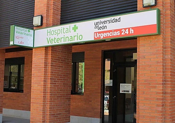 Urgencias del Hospital Veterinario de León.