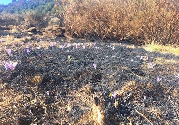 Expertos de la ULE destacan la importancia de evaluar los incendios antes de planificar la regeneración forestal