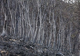 Salen las ayudas para solicitar hasta 5.000 euros para los negocios afectados por los incendios