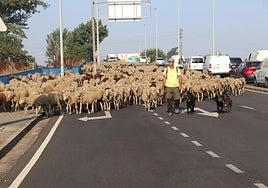 Un rebaño cruza León la semana pasada.