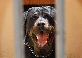 Perro de la raza rottweiler.