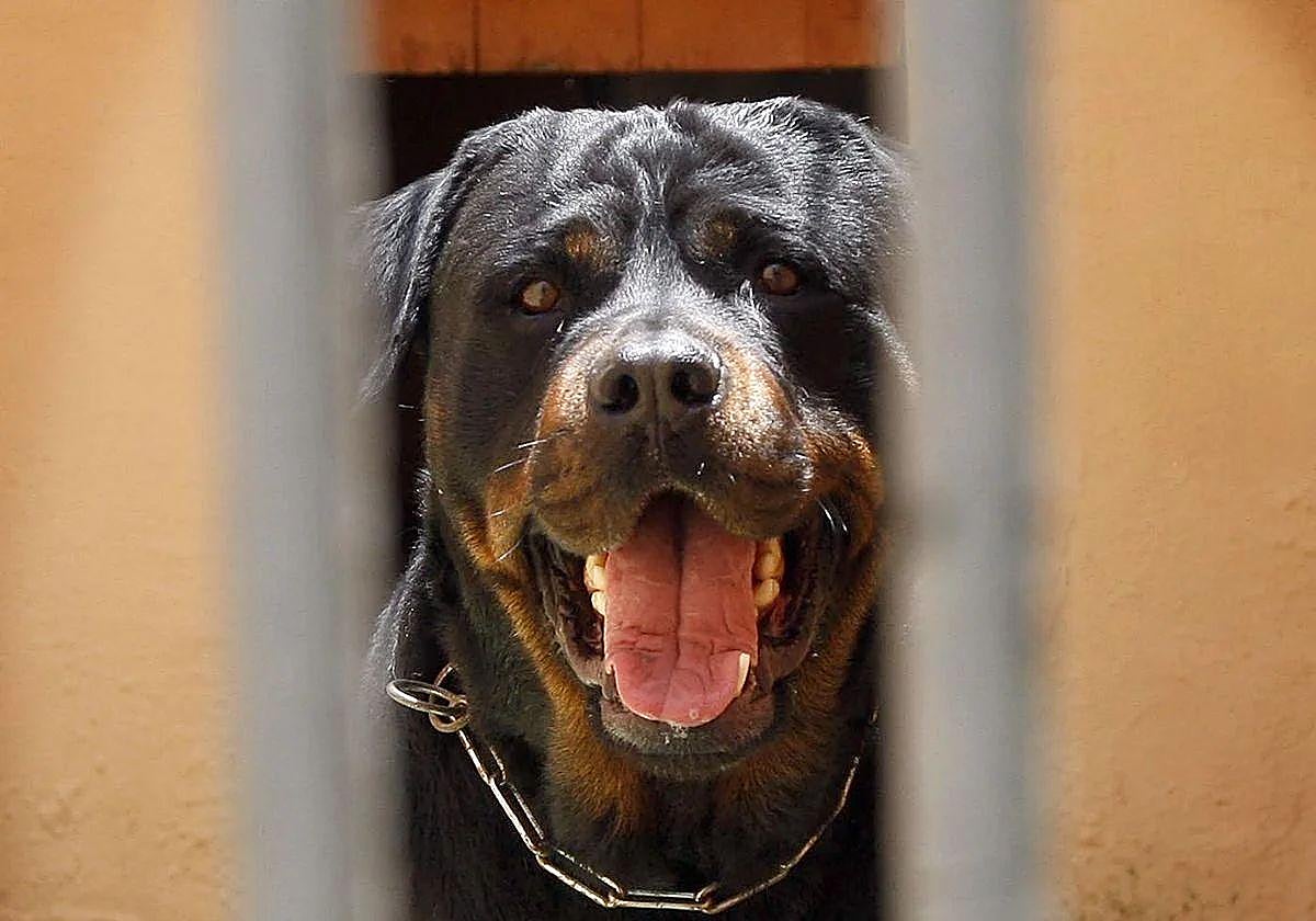 Perro de la raza rottweiler.