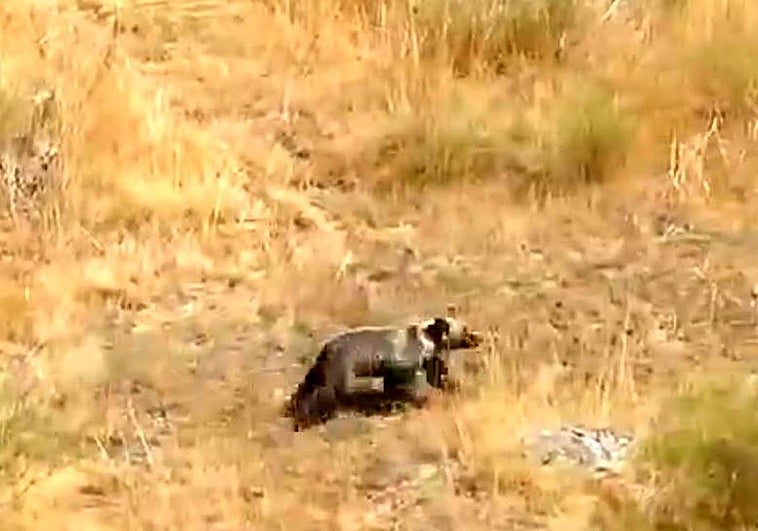 El osezno corretea por el monte.