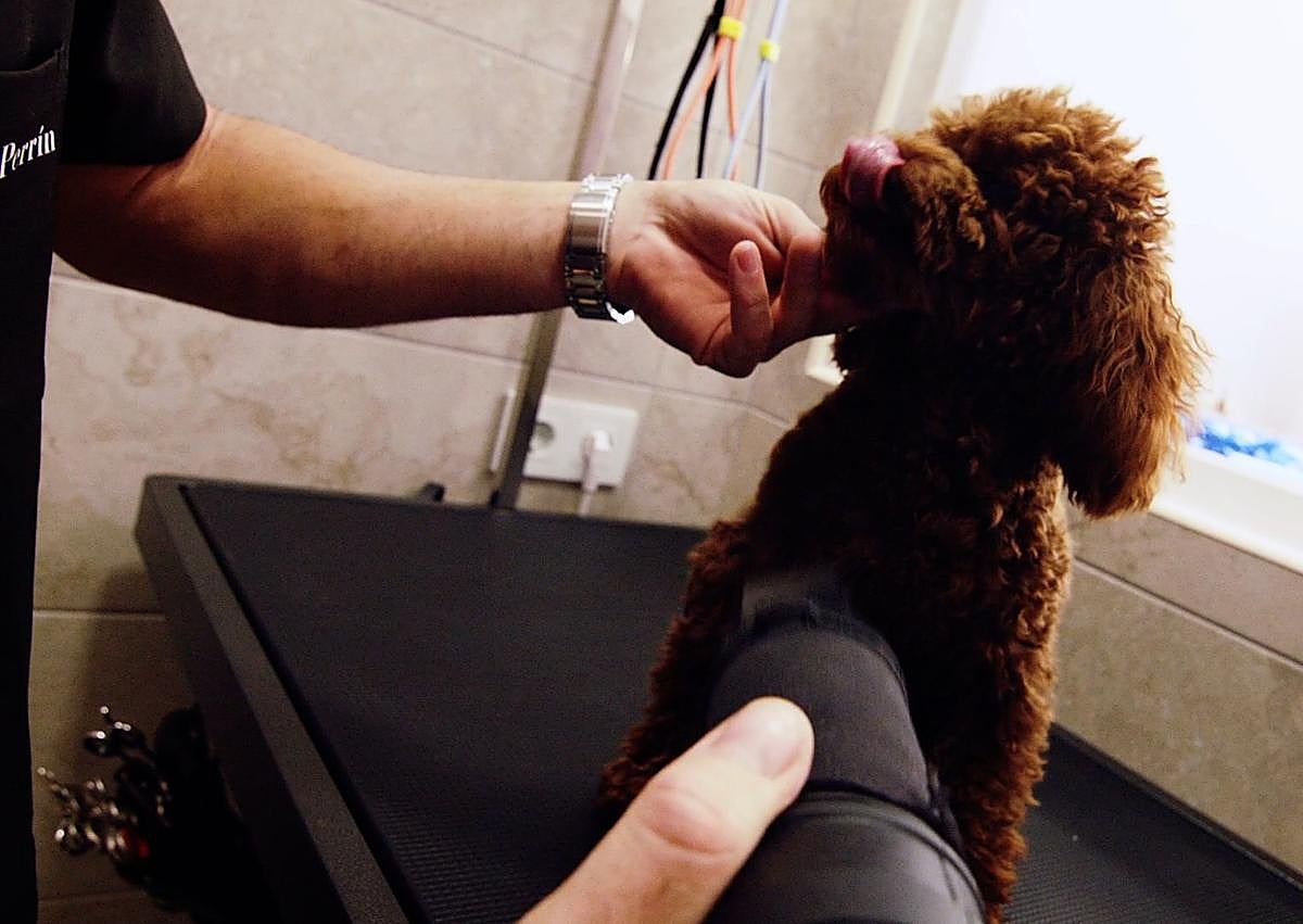 Imagen secundaria 1 - Peluquería canina Don perrín en el centro de León