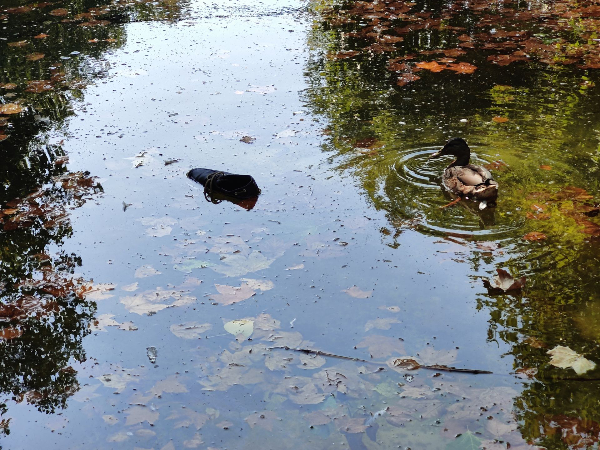 Las imágenes de la basura en el estanque del paseo Papalaguinda