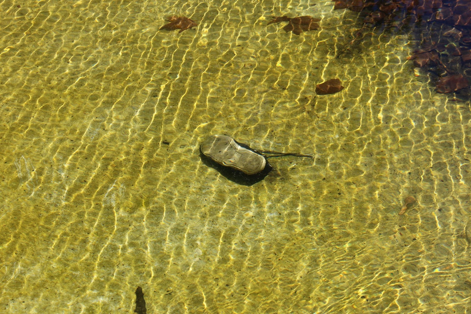 Las imágenes de la basura en el estanque del paseo Papalaguinda
