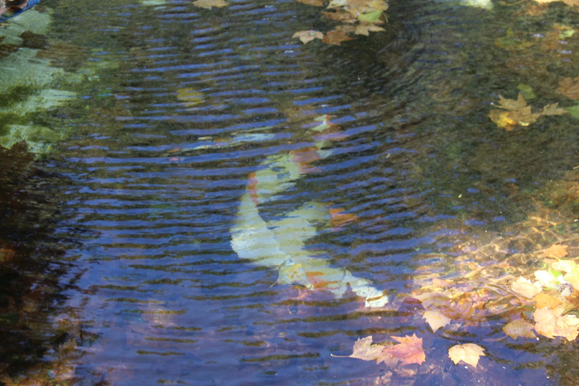 Las imágenes de la basura en el estanque del paseo Papalaguinda