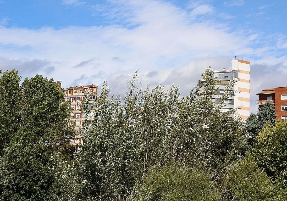 El viento mueve las ramos de los árboles en la orilla del Bernesga en León.