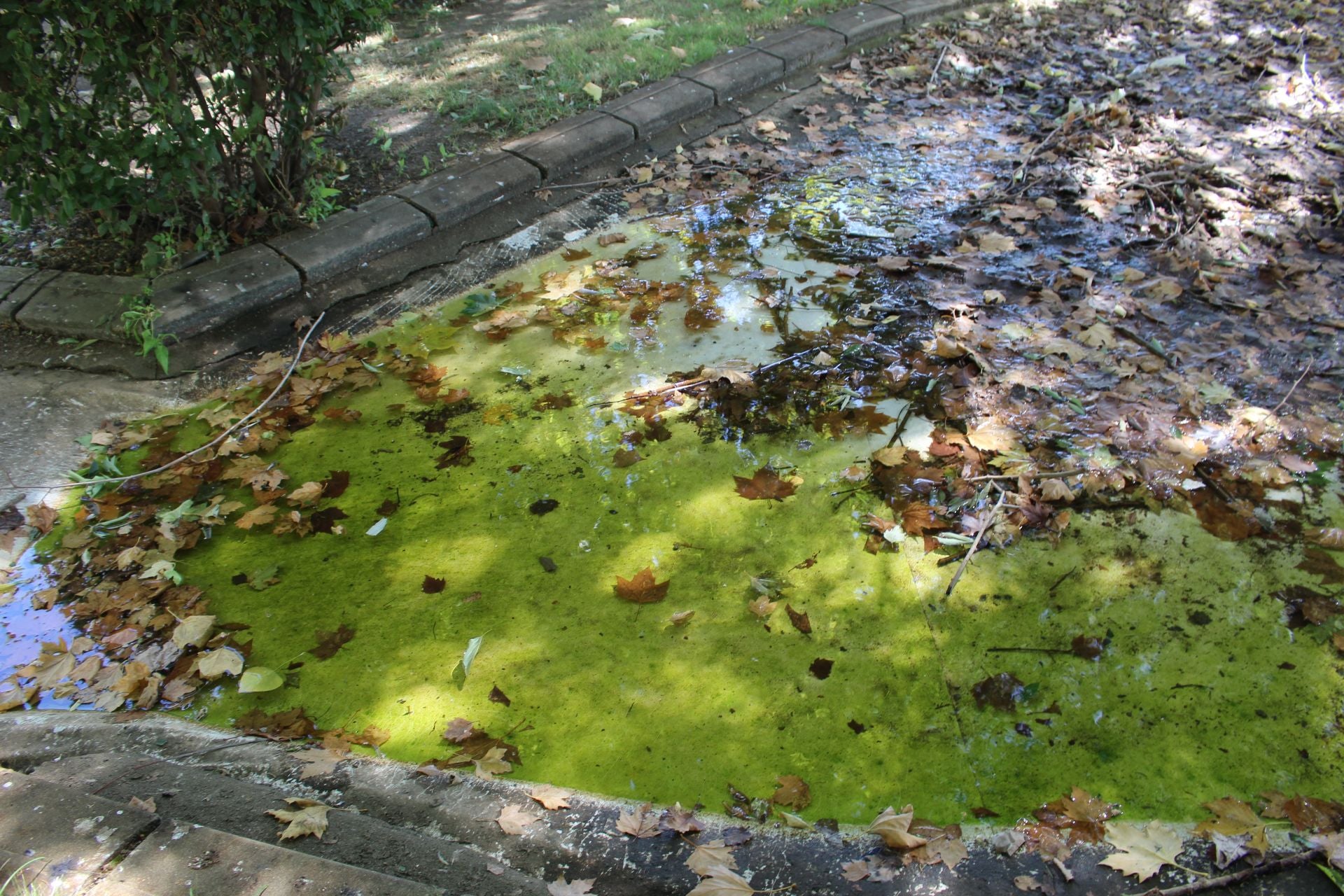 Las imágenes de la basura en el estanque del paseo Papalaguinda