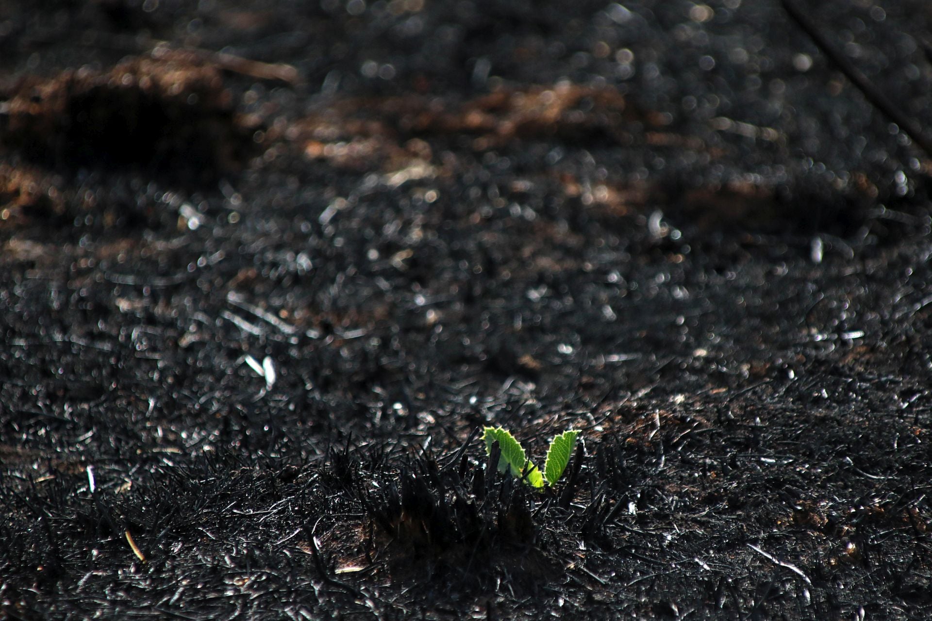 Así está Castrocalbón semanas después del incendio