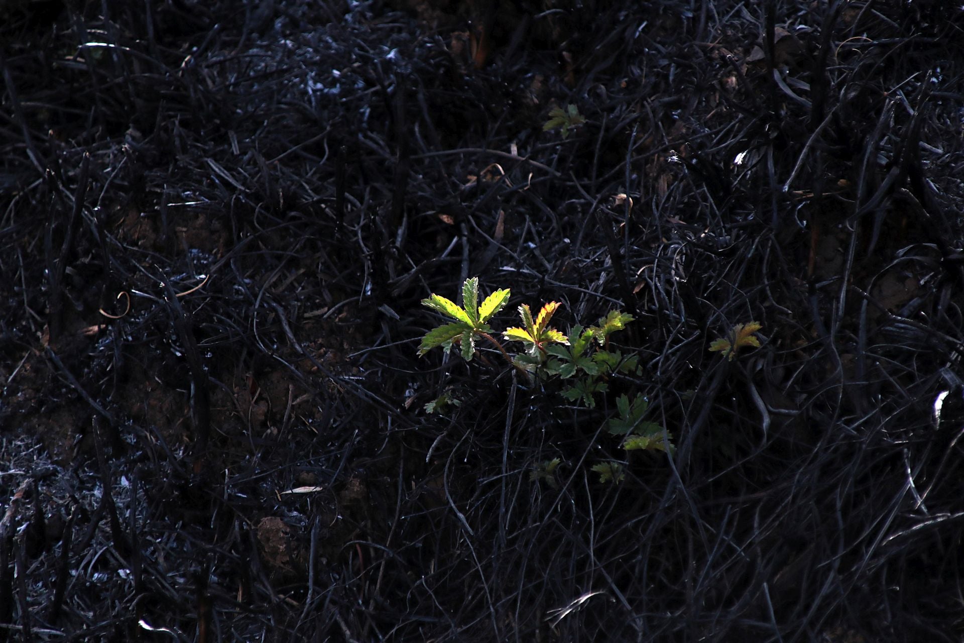 Así está Castrocalbón semanas después del incendio