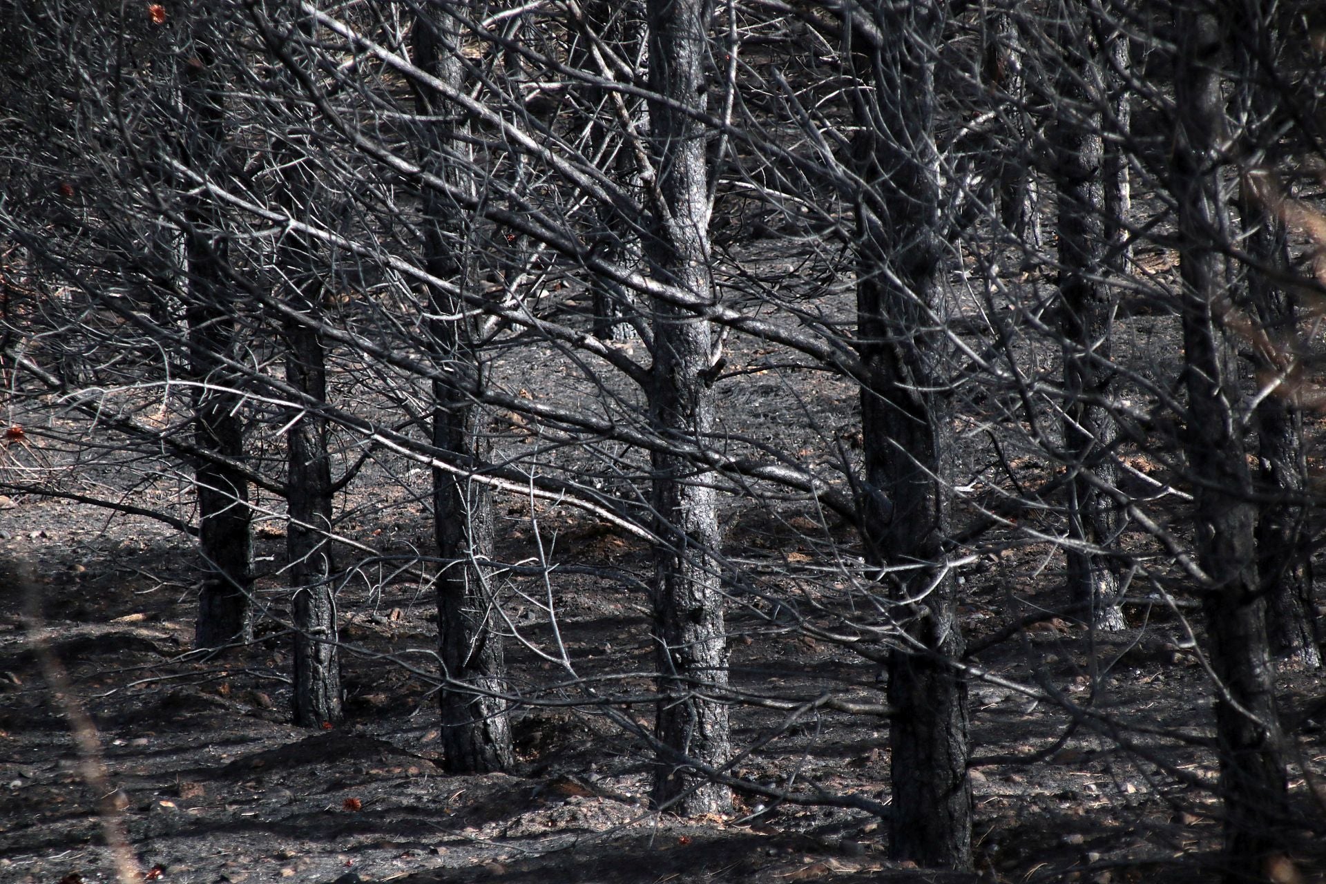 Así está Castrocalbón semanas después del incendio