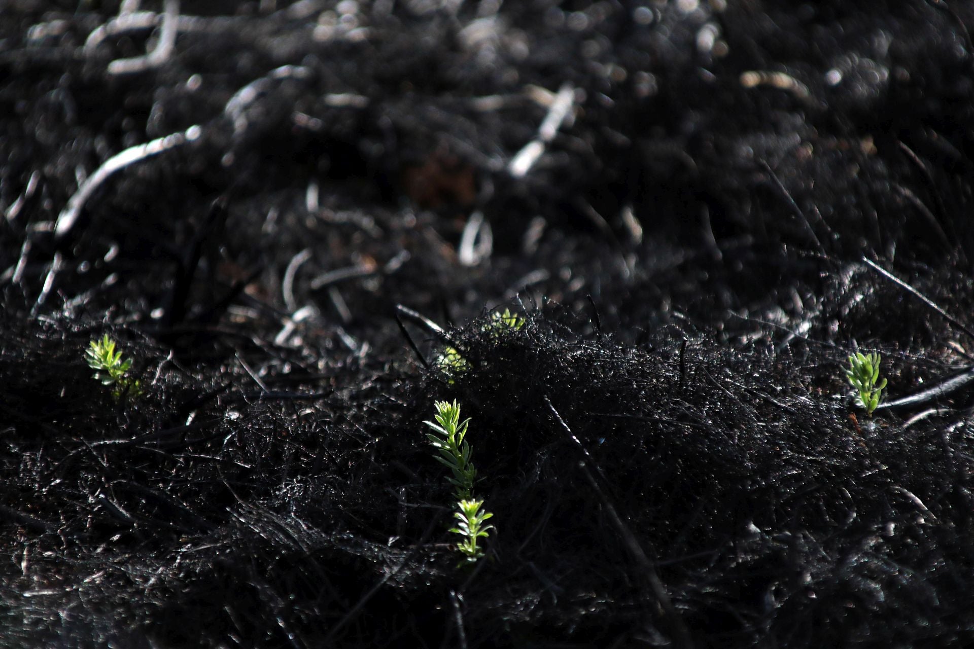 Así está Castrocalbón semanas después del incendio
