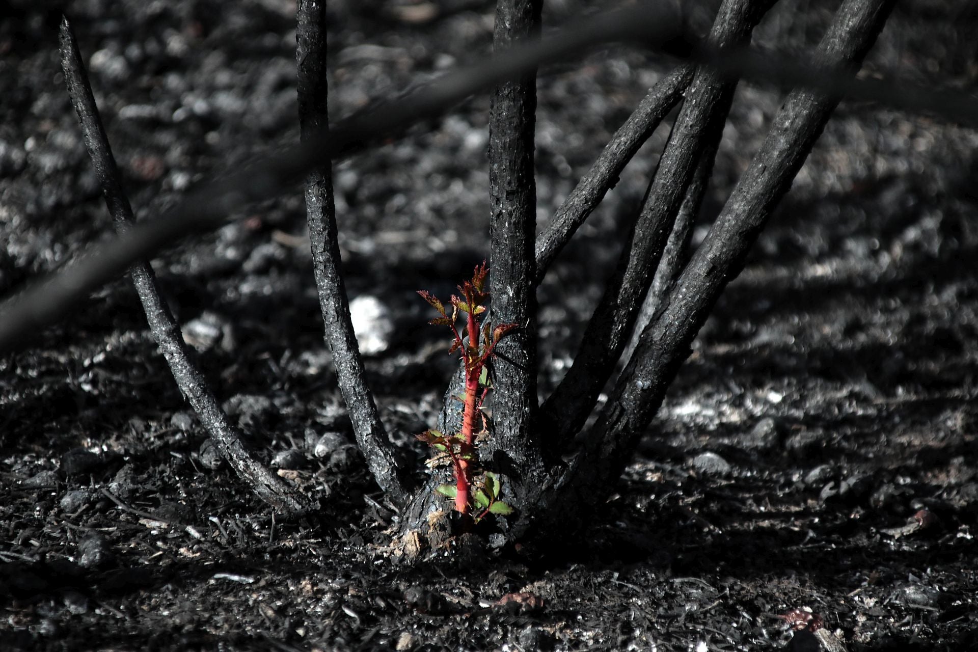 Así está Castrocalbón semanas después del incendio