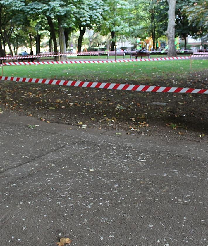 Imagen secundaria 2 - Palomas comiendo en las zonas donde se está replantando césped en el parque San Francisco de León.
