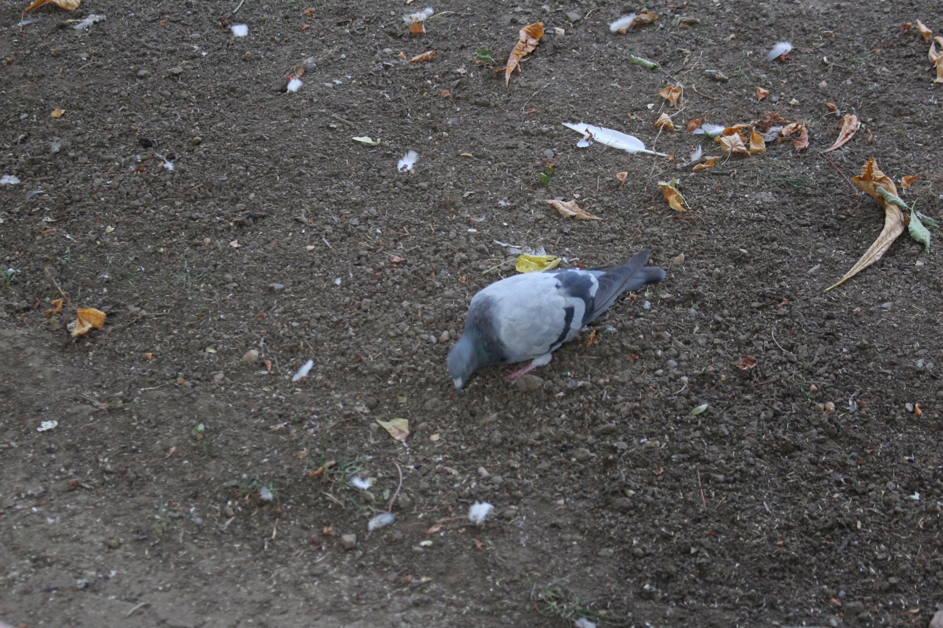 La suciedad en el parque infantil de San Francisco