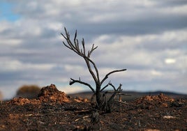 Las cicatrices de las llamas persisten en las casas de Castrocalbón y en sus alrededores.