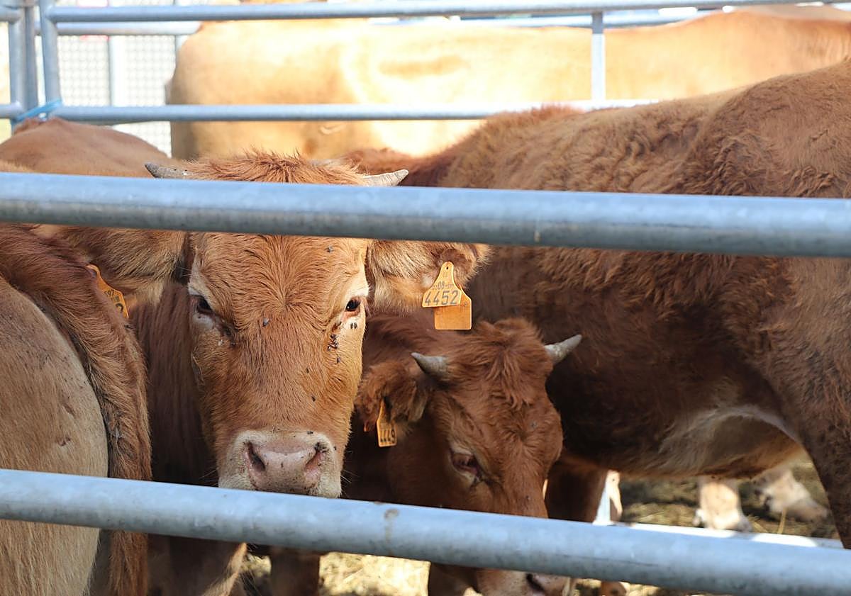 Imagen principal - Ganado en la Feria del Cristo de Valdelugueros
