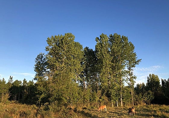Cielo azul este verano en León.