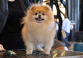 Astorga acoge el gran evento nacional de razas de perro españolas