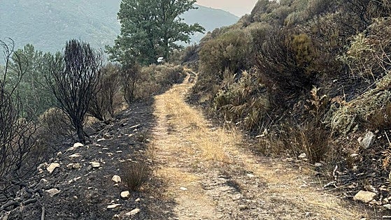 La Junta garantiza la alimentación animal «mientras se recuperan» los pastos quemados