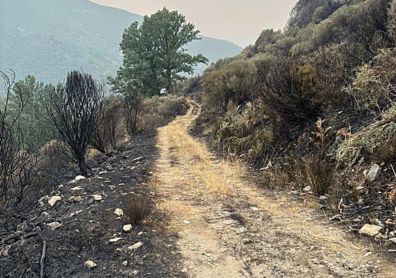 Estado en el que quedaron los montes tras el incendio de Fasgar.