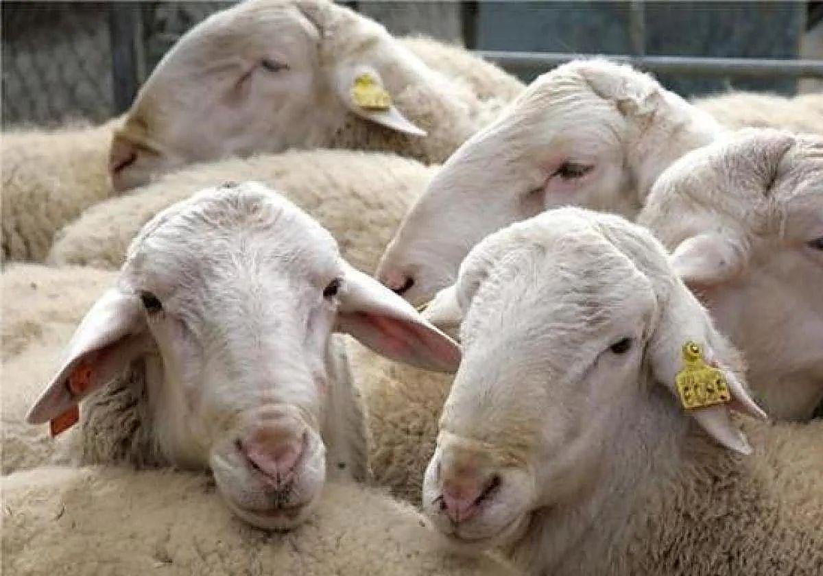 Ganaderos de Laciana denuncian los «múltiples ataques» de osos al ganado ovino