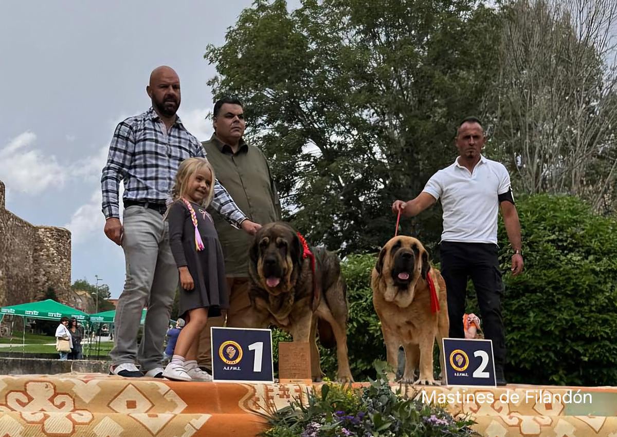 Imagen secundaria 1 - Astorga acogió el Campeonato de España de Morfología de la RSCE