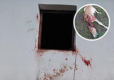 Muere de un infarto al corazón un ganadero leonés tras el ataque de un oso a su ganado