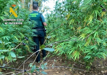 Detienen a un hombre que cultivaba 50 plantas de marihuana de dos metros al aire libre