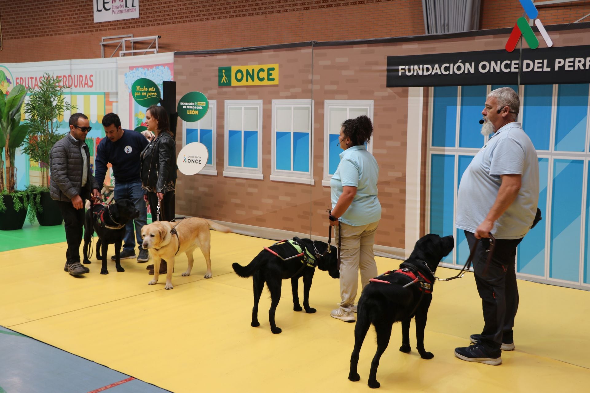 Así se adiestran y trabajan los perros guía