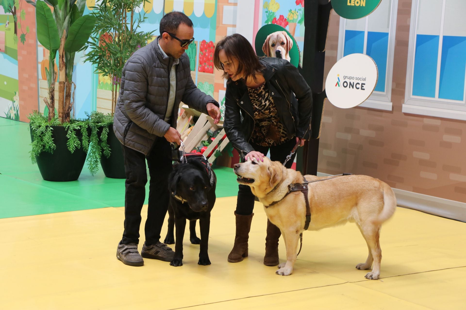 Así se adiestran y trabajan los perros guía
