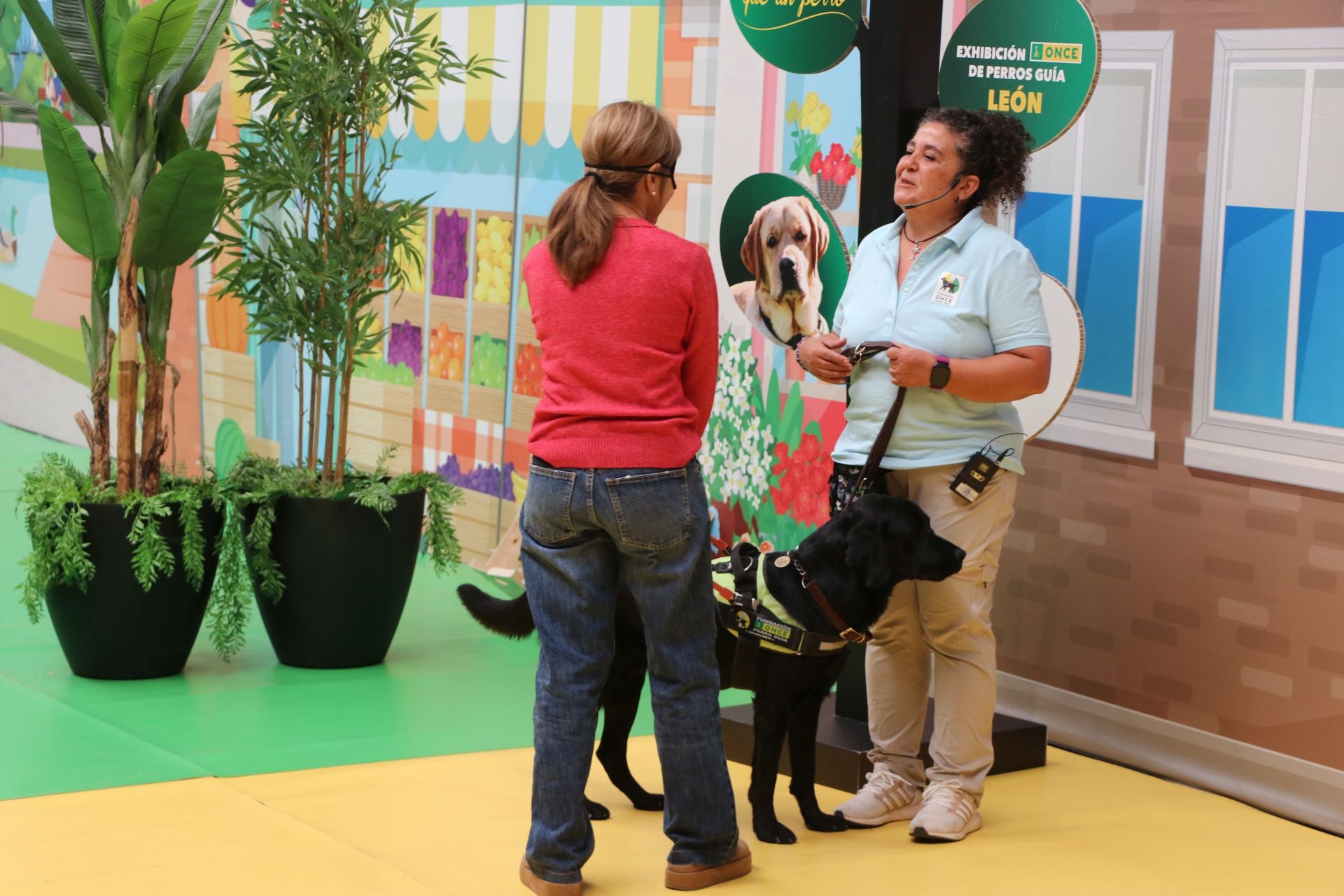 Así se adiestran y trabajan los perros guía