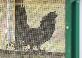 Urogallo en el centro de cría de Valsemana.