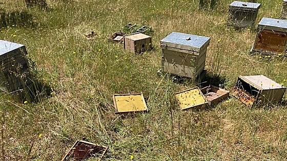 El «inaceptable» retraso de «casi dos campañas» en las ayudas por los ataques del oso