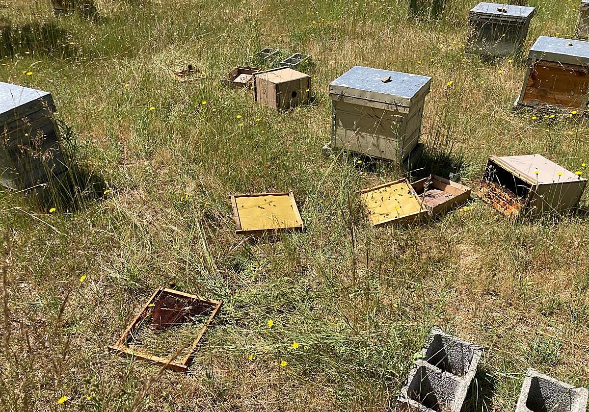 Ataque a una colmena.