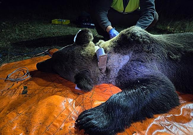 Captura y monitorización.
