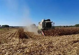 Imagen de archivo de una cosechadora.