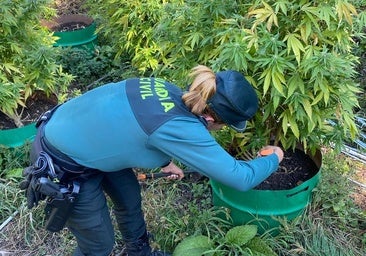 Dos detenidos por cultivo de 35 plantas de marihuana en Puebla de Lillo
