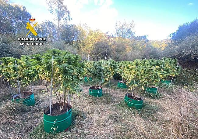 Plantas incautadas por la Guardia Civil.