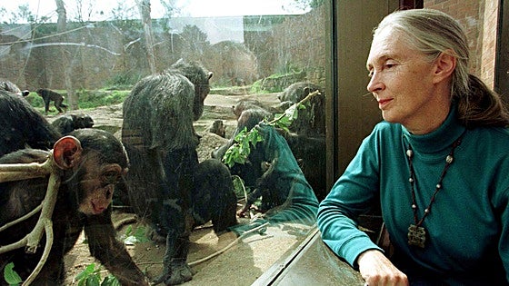 Muere la primatóloga Jane Goodall a los 91 años